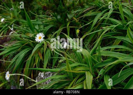 Celmisia mackaui,Akaroa Daisy,white flowers,flower,flowering ,leaves, leaf, foliage, plant, plants, perennial, perennials, RM Floral Stock Photo