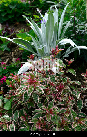 stachys bello grigio,fuchsia sunray,lamb's ear,silver foliage,silver leaves,variegated cream,green,red,foliage,leaves,mix,mixed,combination, RM Floral Stock Photo