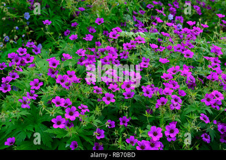 Geranium Anne Thomson, Geranium procurrens x Geranium psilostemon, magenta, flower, flowers, flowering, perennial, perennials, RM Floral Stock Photo