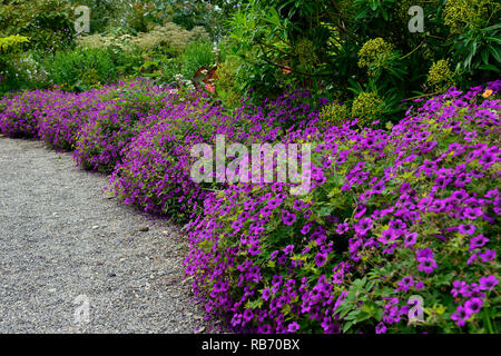 Geranium Anne Thomson, Geranium procurrens x Geranium psilostemon, magenta, flower, flowers, flowering, perennial, perennials,path,edge,edged,egding,b Stock Photo