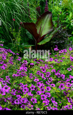 Geranium Anne Thomson, Geranium procurrens x Geranium psilostemon, Ensete Ventricosum Maurelii, magenta, flower, flowers, flowering, purple leaf banan Stock Photo