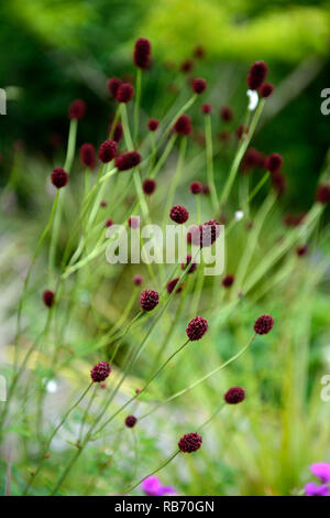 Sanguisorba officinalis Red Thunder,purple,flower,flowers,flowering,perennial,bed,border,RM Floral Stock Photo