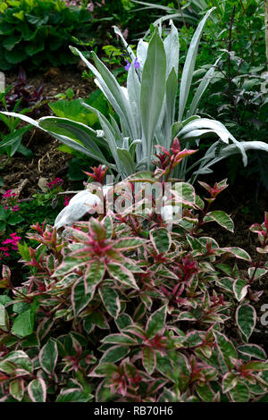 fuchsia sunray, stachys bello grigio, silver, variegated cream, green, red, foliage, leaves, mix, mixed, combination, RM Floral Stock Photo