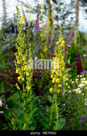 Verbascum chaixii Sixteen Candles,mullein,yellow flowers,flower spike,spires,perennial,mix,mixed,bed,border,RM Floral Stock Photo