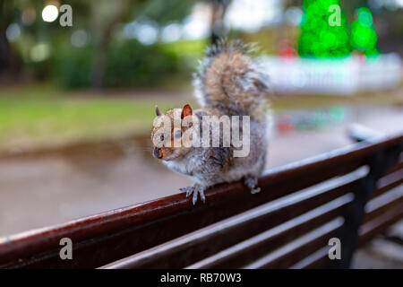 Colour landscape orientation photograph of grey squirrel (Sciurus carolinensis) standing on park bench in wet weather. Stock Photo