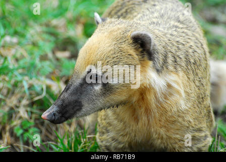 South American coati or ring-tailed coati, Südamerikanischer Nasenbär, Coati roux, ormányos medve, vörösorrú koáti, Nasua nasua Stock Photo