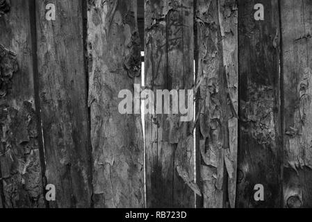 Old barn wood background,black and white Stock Photo