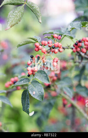 Szechuan pepper berries. Stock Photo