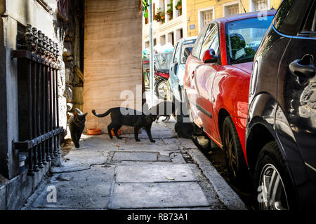 A group of stray cats look for food on a sidewalk in the Plaka district of Athens, Greece. Stock Photo