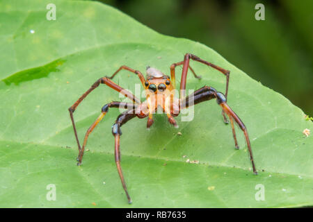 Wide-Jawed Viciria, Viciria praemandibularis - jumping spider Stock Photo