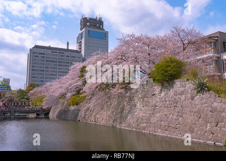 Shizuoka city skyline with Cherry blossom (Sunpu castle park) Stock Photo