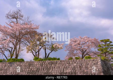 Shizuoka city skyline with Cherry blossom (Sunpu castle park) Stock Photo
