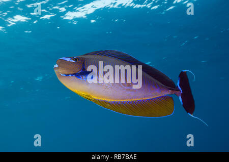 Bignose Unicornfish, Naso vlamingii, Indian Ocean, Maldives Stock Photo