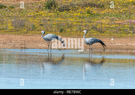 Two blue cranes, Anthropoides paradiseus, at Matjiesfontein near Nieuwoudtsville in the Northern Cape Province of South Africa Stock Photo