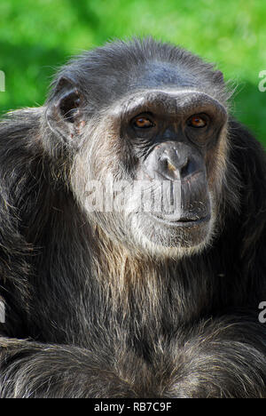 Chimpanzee, Schimpansen, Chimpanzé commun, Pan troglodytes, csimpánz Stock Photo