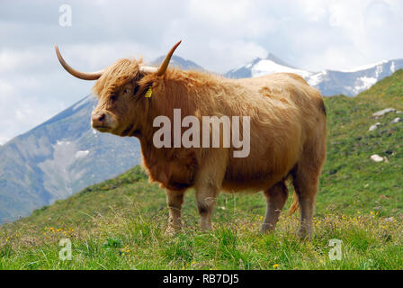 Scottish Highland Cattle in the Austrian Alps. Skót felföldi marha az osztrák Alpokban. Kyloe, Schottisches Hochlandrind, Bos primigenius taurus Stock Photo