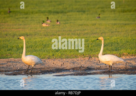 Whooper Swan (Cygnus cygnus) two standing near water on rural area. Latvia. Stock Photo