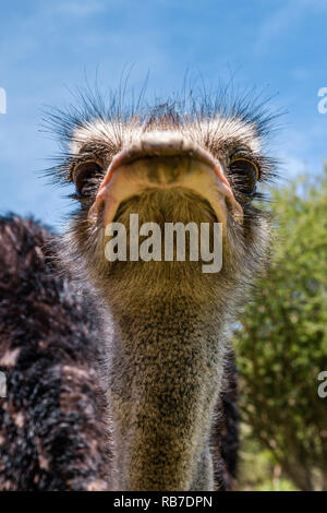 South African Ostrich, Struthio camelus australis, Spitzkoppe, Namibia Stock Photo