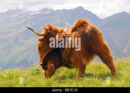 Scottish Highland Cattle in the Austrian Alps. Skót felföldi marha az osztrák Alpokban. Kyloe, Schottisches Hochlandrind, Bos primigenius taurus Stock Photo