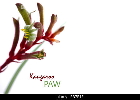 Australian native flora Kangaroo Paw flower on white background with copy space. Stock Photo
