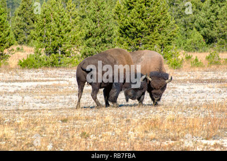 American Bison Butting Heads in the Autumn Season in Yellowstone National Park Stock Photo