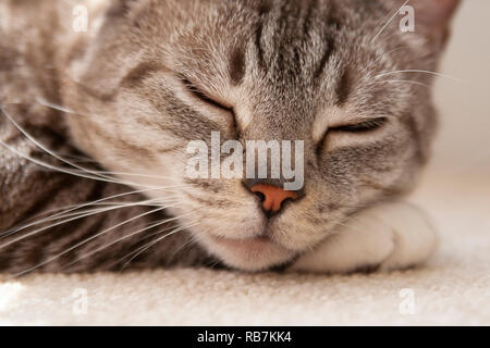 Beautiful close up image of a grey tabby sleeping on a neutral carpet with eyes closed Stock Photo