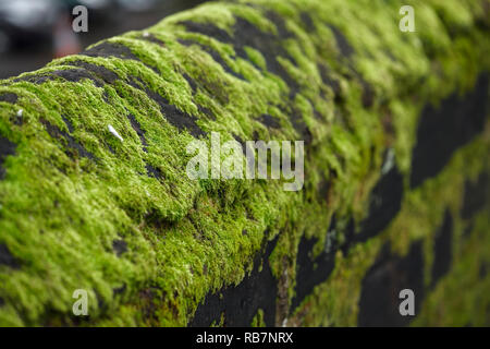 Green moss and lichen on a stone wall in Chester Cheshire UK Stock Photo