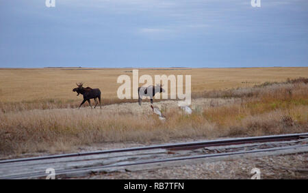 Prairie Moose Saskatchewan Two Bulls near Moose Jaw Canada Stock Photo