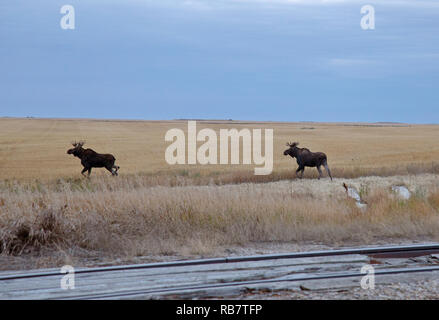 Prairie Moose Saskatchewan Two Bulls near Moose Jaw Canada Stock Photo