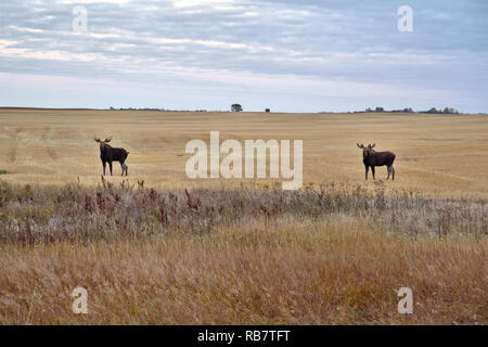 Prairie Moose Saskatchewan Two Bulls near Moose Jaw Canada Stock Photo