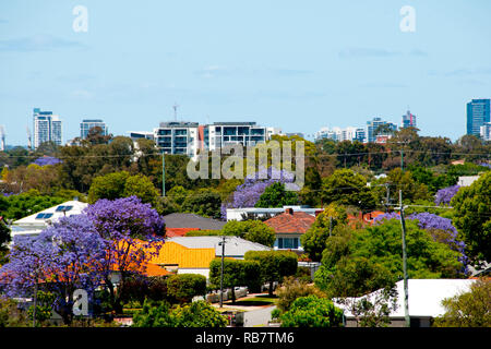 Jacaranda Trees Blooms - Perth - Australia Stock Photo