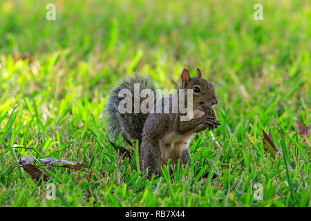 Eastern gray squirrel (Sciurus carolinensis) with nut as food, on green grass. Stock Photo
