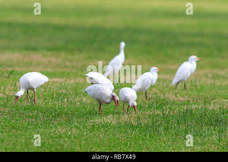 AMERICAN WHITE IBIS and GREAT WHITE EGRET feeding in swamp, Six Mile ...