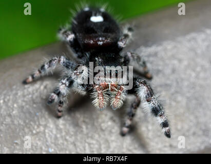 Bold Jumper (Phidippus audax) Stock Photo