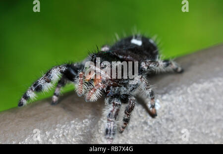 Bold Jumper (Phidippus audax) Stock Photo