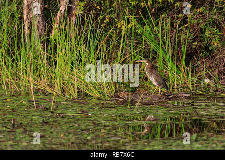 Green heron (Butorides virescens) hunting in reeds along a pond shore Stock Photo