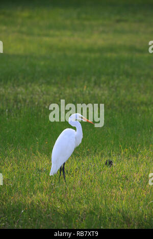 Great egret (Ardea alba) foraging in grass.