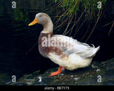 Saxony Duck Stock Photo