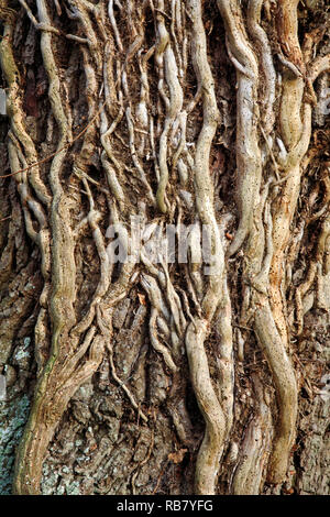 Old woody stems of Ivy, Hedera helix, infested with woodworm on an oak tree by a country lane at Neatishead, Norfolk, England, United Kingdom, Europe. Stock Photo