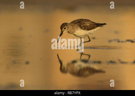 Reflection on the water of a bird feeding at sunset. Curlew Sandpiper / Calidris ferruginea Stock Photo