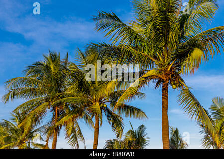 Late day sun lights up the green palm trees against a blue sky with light clouds. Stock Photo