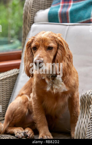 A favourite domestic pet, this COCKER SPANIEL is resting in a conservatory during the summer heat-wave. PEAT LANE, NIDDERDALE, NORTH YORKS, UK Stock Photo