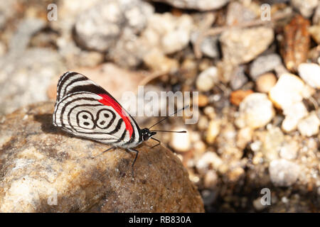 Beautiful butterfly diaethria also called 88 Stock Photo