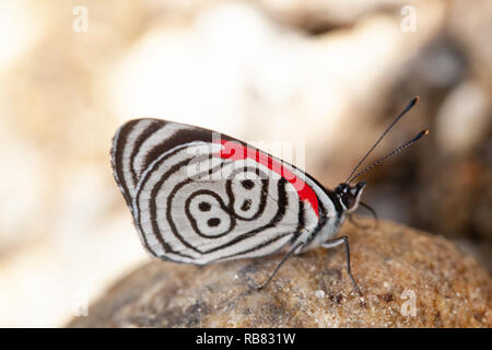 Beautiful butterfly diaethria also called 88 Stock Photo