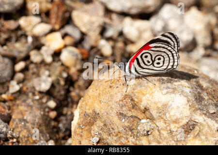 Beautiful butterfly diaethria also called 88 Stock Photo