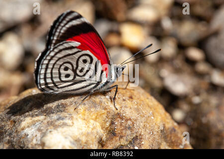 Beautiful butterfly diaethria also called 88 Stock Photo