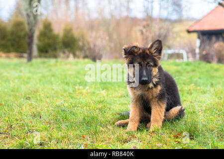 A cute german shepherd puppy sitting outside in the grass Stock Photo