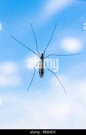 Mosquito on a window Stock Photo