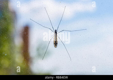 Mosquito on window screen Stock Photo