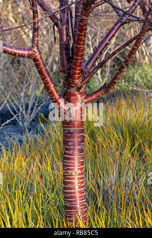 Close-up image of Prunus serrula also called birch bark cherry ...